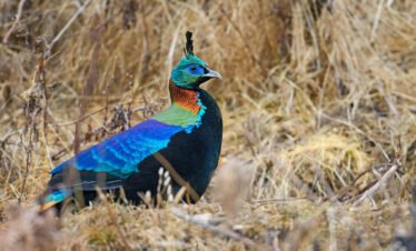himalayan monal tile