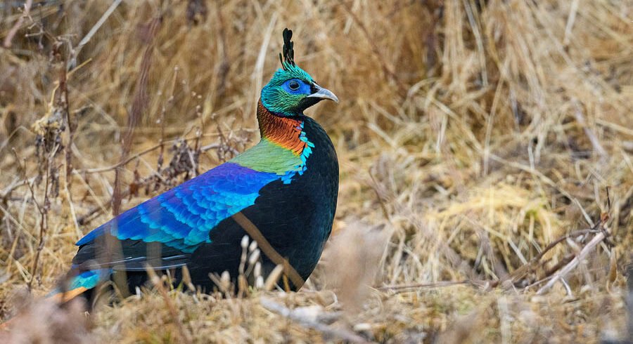 himalayan monal tile