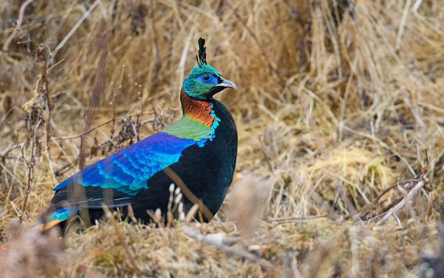 himalayan monal tile